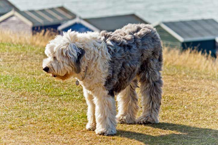 chien de berger bobtail