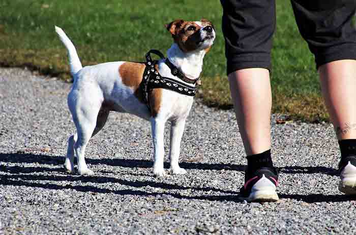 chien en promenade