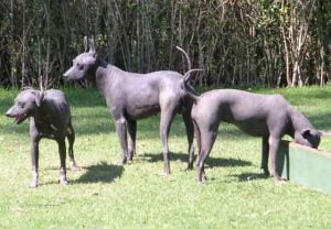 Chien sans poil