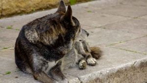 Chien trouvé