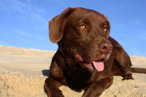 Un chien en vacances