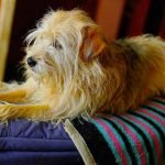 Pas de ménopause chez la chienne