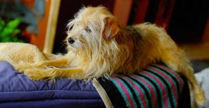 Pas de ménopause chez la chienne