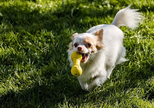 chihuahua à poil long jeux canins