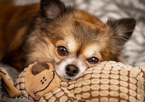 chihuahua à poil long poids