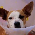 La collerette pour chien