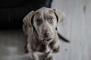 Collerette pour chien : utilité, fonctionnement, prix 