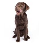 croquettes pour chien pressées à froid