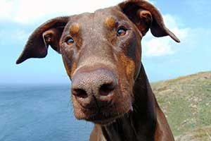 dobermann