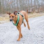 mettre un harnais à son chien