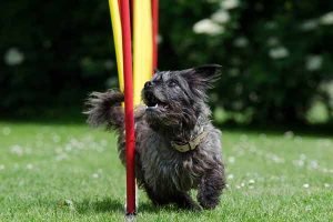 muscler son chien