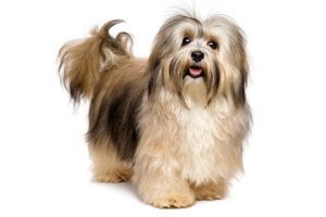 race bichon havanais