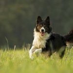 meilleures races de chien de berger