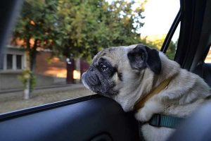 transporter son chien en voiture