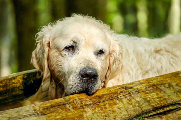 Tumeurs de la rate chez le chien nature, diagnostic, traitement, pronostic
