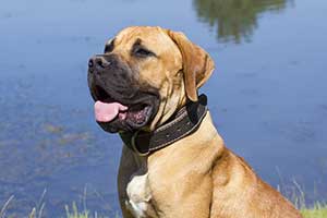 Boerbull Ou Boerboel éducation Caractère Santé Budget