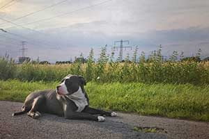 American bully