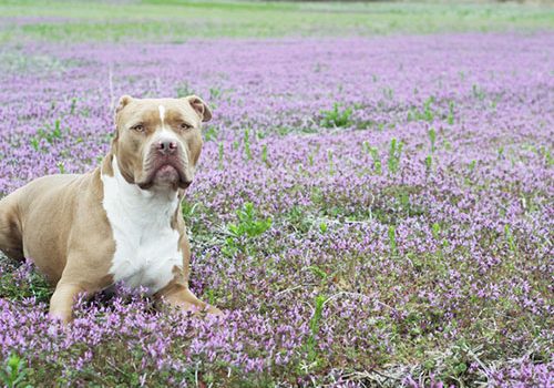 american bully dressage