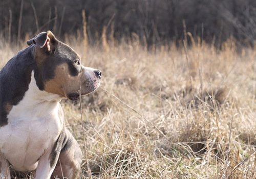 american bully pocket