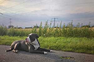 American Bully éducation Caractère Santé Budget Et Prix