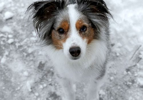 berger australien miniature éducation