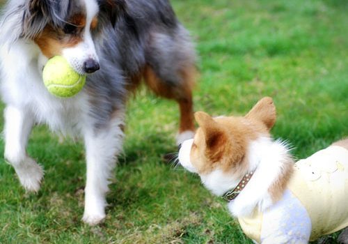 berger australien miniature élevage