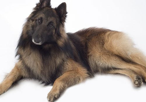 berger belge tervueren garde