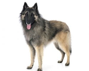 berger belge tervueren gris