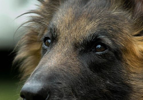 berger belge tervueren mignon