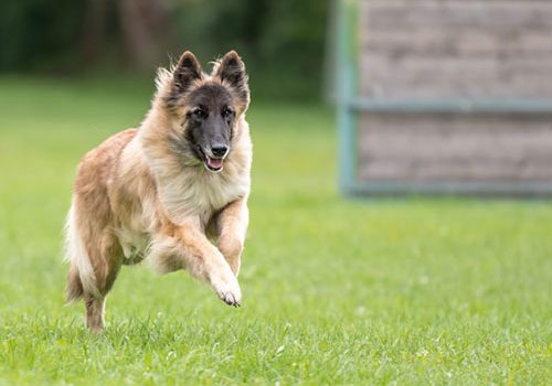 berger belge tervueren prix