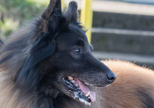 berger belge tervueren sport canin