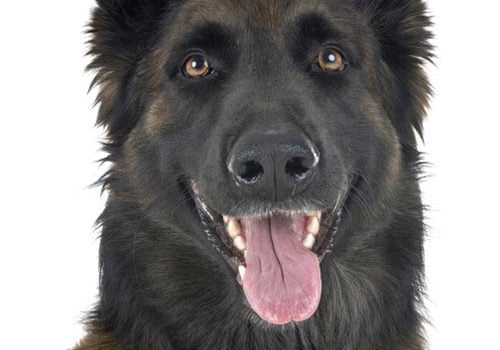 magnifique berger belge tervuren