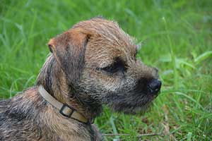 border terrier