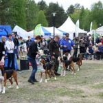 Le CACS du chien