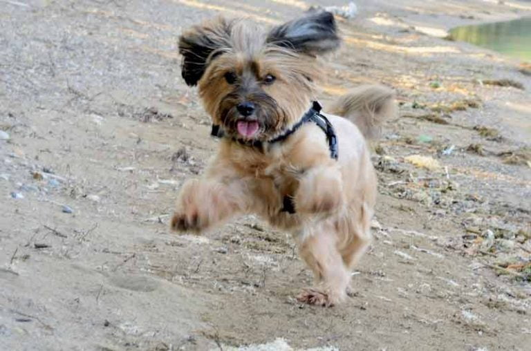 Mon chien se couche sur moi pourquoi et que faire ? Toutoupourlechien