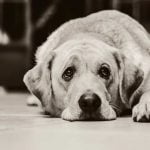 Un chien triste
