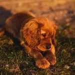 Chien qui mordille sa patte