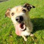 Un chien qui tire la langue