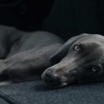 Mon chien a le ventre dur