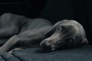 Mon chien a le ventre dur