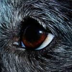 La kératite du chien