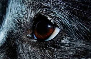 La kératite du chien