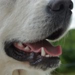 La mauvaise haleine du chien