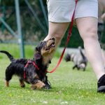 Les concours d'obéissance pour chien