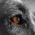 Oeil opaque du chien