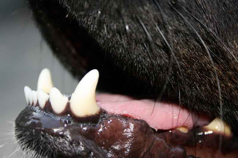 Mon chien perd ses dents : causes, solutions et prévention