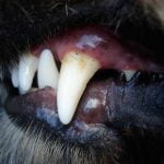 La gingivite du chien