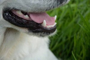 Les problèmes dentaires du chien