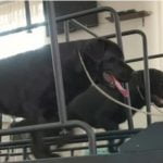 Tapis roulant pour chien