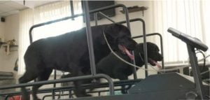 Tapis roulant pour chien